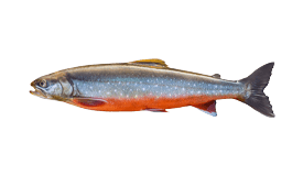 Los Barriles Sport Fishing Charter