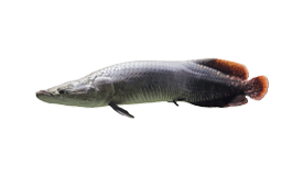 Los Barriles Sport Fishing Charter