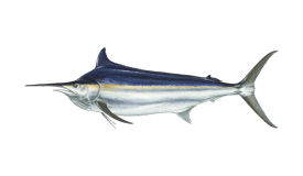 Marlin