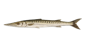 Barracuda
