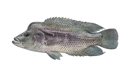Bass